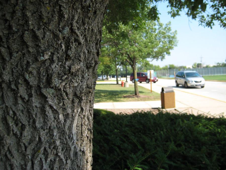 Ash Borers continue to harm Lake County trees