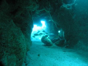 fringing reef key largo