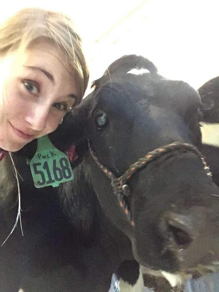 Katherine Koebel, 2016 graduate, poses with a cow that she has had a chance to work with at Michigan State.  Koebel  was a participant of the Job Shadowing program at LZHS that confirmed her dreams of being a veterinarian.
