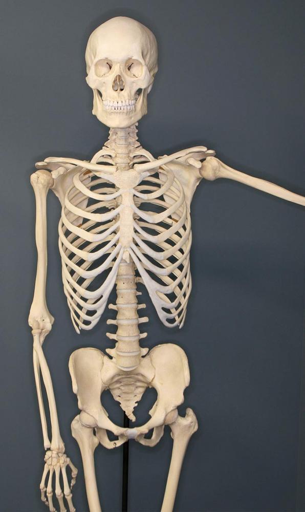 Honors Anatomy students will be traveling to the University of Chicago to a Cadaver lab to recap their entire year about muscles and bones.