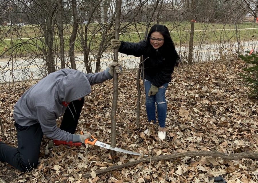 Volunteers saw down buckthorn at the woodland restoration. According to Thode, this buckthorn is an invasive species which prevents native oaks from living up to their potential.