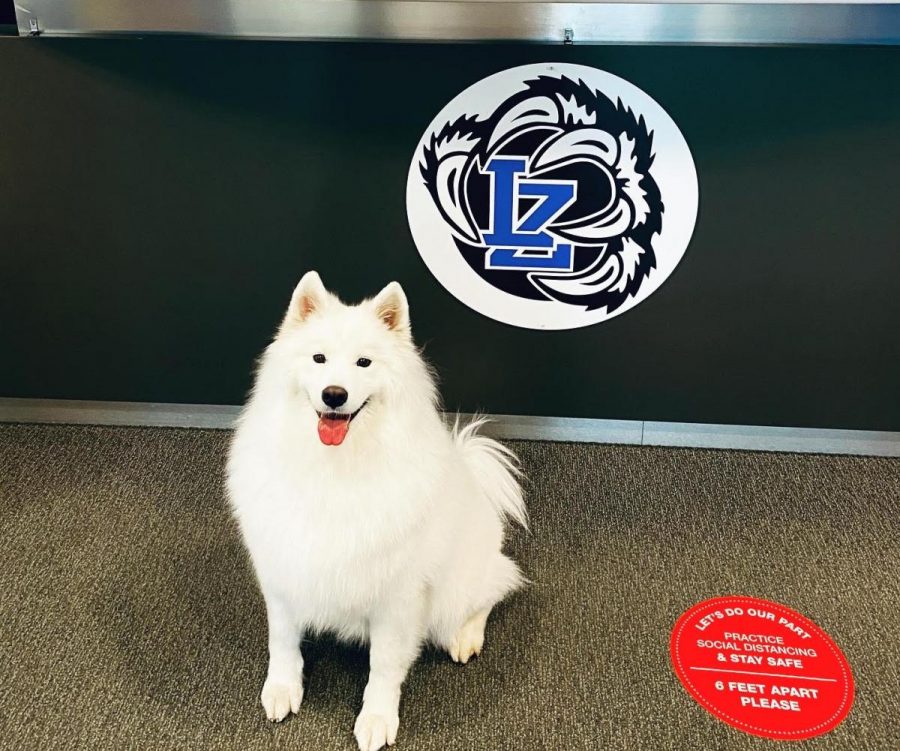 Nova, the schools new therapy dog, waits patiently on the front des. Nova will be seen in school Tuesdays and Thursdays, helping students and staff destress.