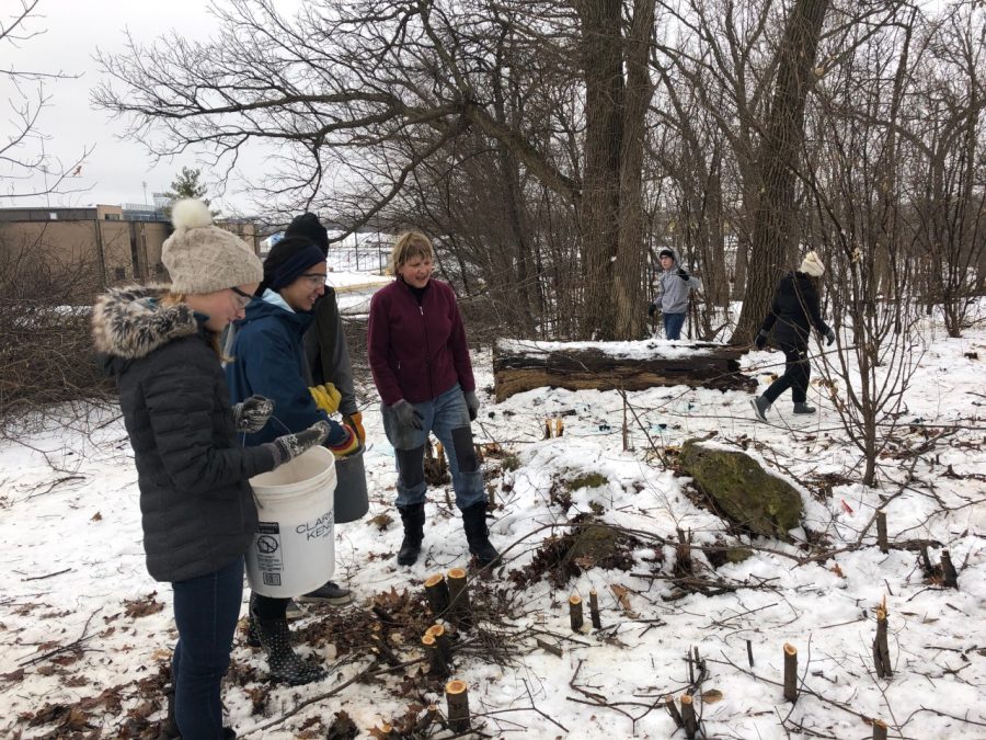 REACT club members spread seeds for native grasses with the guidance of Ancient Oaks, a community environmental group. Spreading seeds was just one part of the project, however, as it also included cutting buckthorn and clearing other invasive species, Paige Orals, 2020 graduate, says.