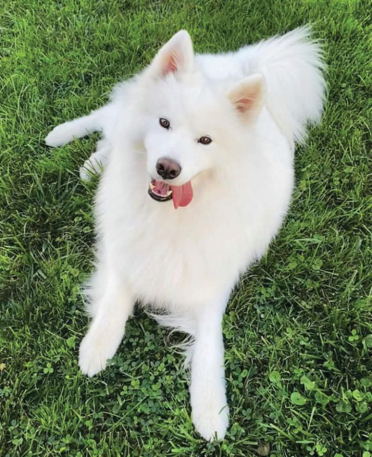 Nova Bear poses outside in the grass with her tongue out. Stronsky says Nova has a sweet and sassy personality. 