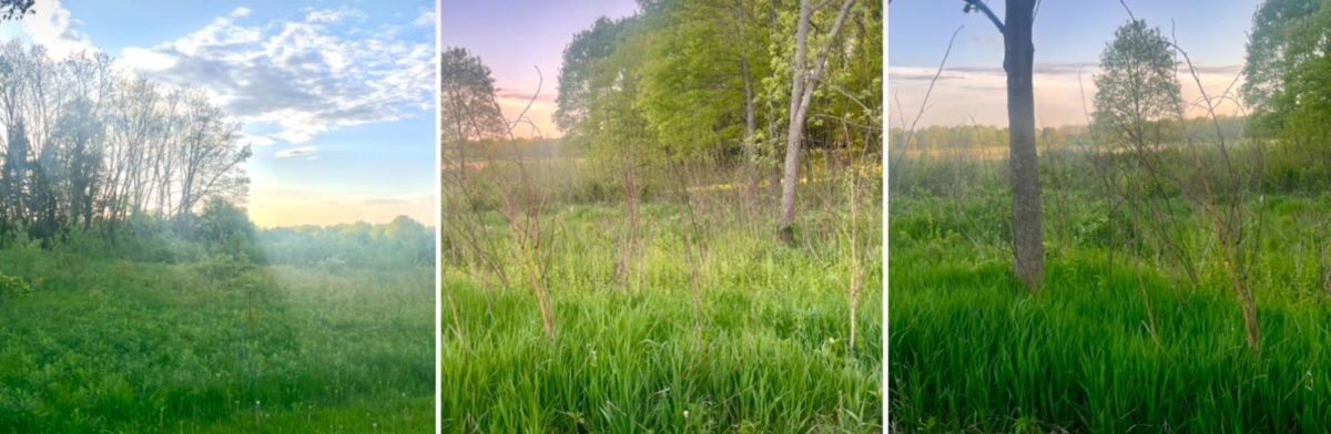 Cuba Marsh