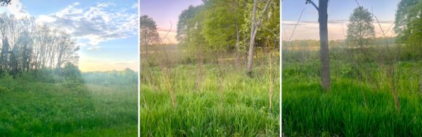 Cuba Marsh